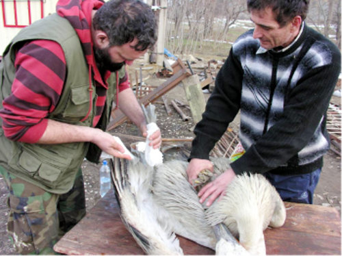 Госпиталь пеликанов на Сарыкумском участке заповедника "Дагестанский". Февраль-март 2012 г. Фото предоставлено представителем заповедника. 