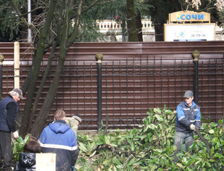 Срубленные деревья на территории школьного центра. Сочи, 26 марта 2012 г. Фото Светланы Кравченко для "Кавказского узла" Срубленные деревья на территории школьного центра. Сочи, 26 марта 2012 г. Фото Светланы Кравченко для "Кавказского узла"