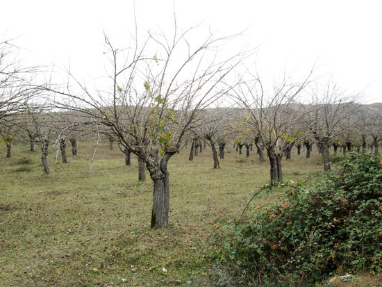 Этот тутовый сад полностью приготовился к зиме. Этот тутовый сад полностью приготовился к зиме.
