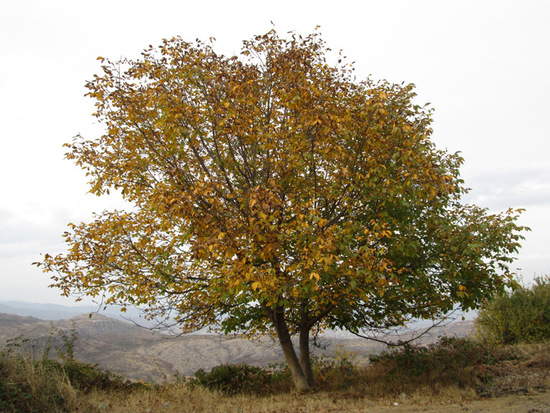 Ореховое дерево готовится к зиме... Ореховое дерево готовится к зиме...