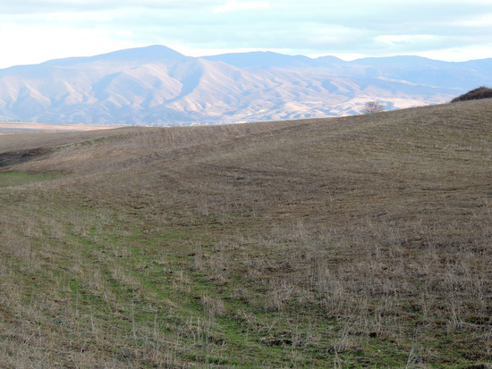 Поле засеяно пшеницей. Поле засеяно пшеницей.