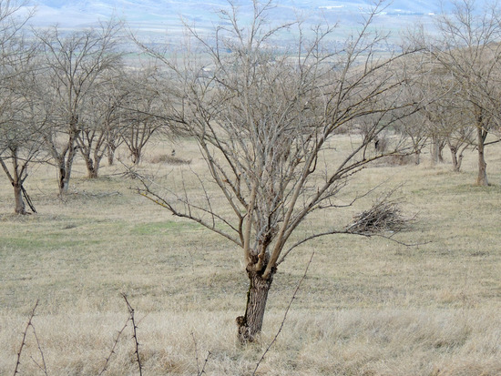 Тутовый сад. Тутовый сад.