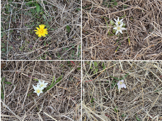 Весенние цветы... Весенние цветы...