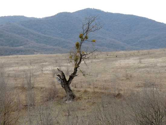 Дерево и один в поле воин... Дерево и один в поле воин...