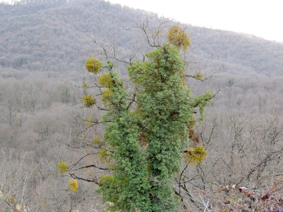 Дерево обвитое зеленью. Дерево обвитое зеленью.