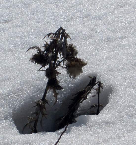 Сквозь толщу снега... Сквозь толщу снега...