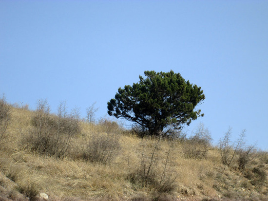 Первая зелень на моём пути домой. Первая зелень на моём пути домой.