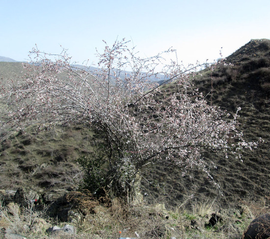 Куст дикой алычи. Куст дикой алычи.