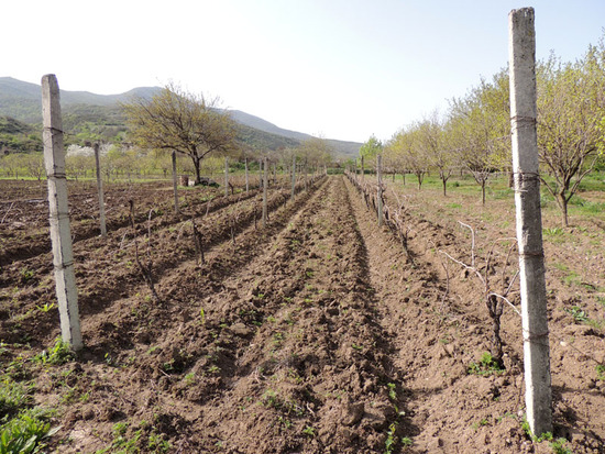 Виноградник. Виноградник.