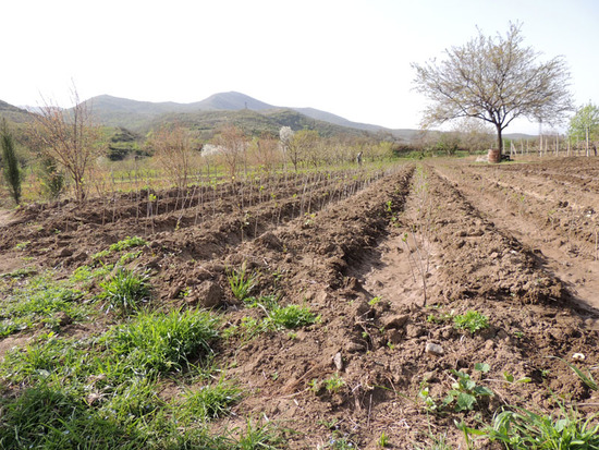 Маленькие саженцы хурмы. Маленькие саженцы хурмы.