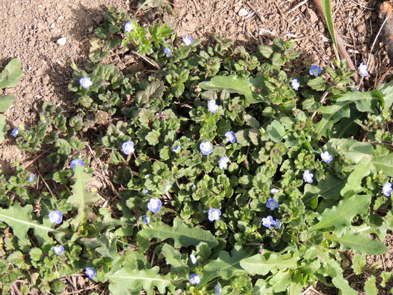 Лесная фиалка. Лесная фиалка.