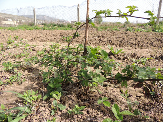 Ежевика без шипов (колючек). Ежевика без шипов (колючек).