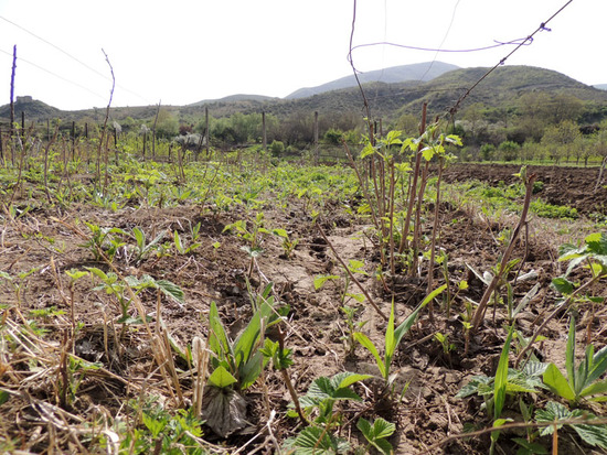 Саженцы малины. Саженцы малины.