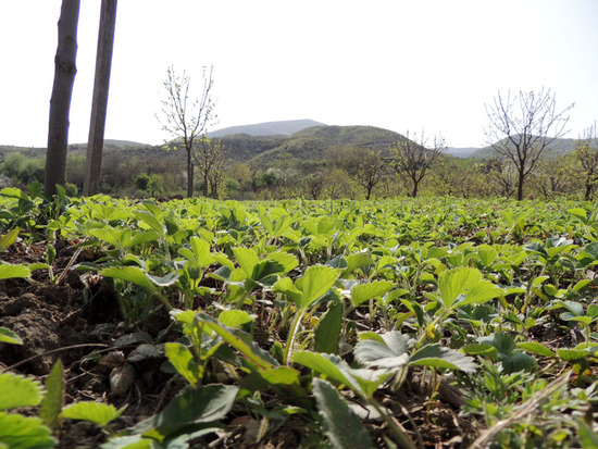 Клубника. Клубника.