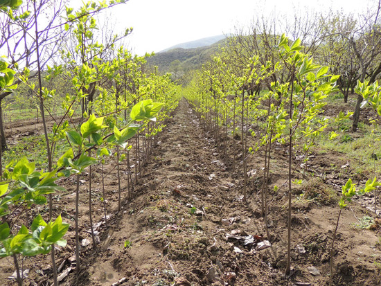 Хурма готова для прививки с диким корольком. Хурма готова для прививки с диким корольком.