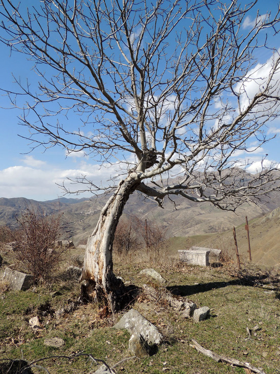 60-65% тела этого дерева нет, но оно держится, цветёт каждый год. 60-65% тела этого дерева нет, но оно держится, цветёт каждый год.