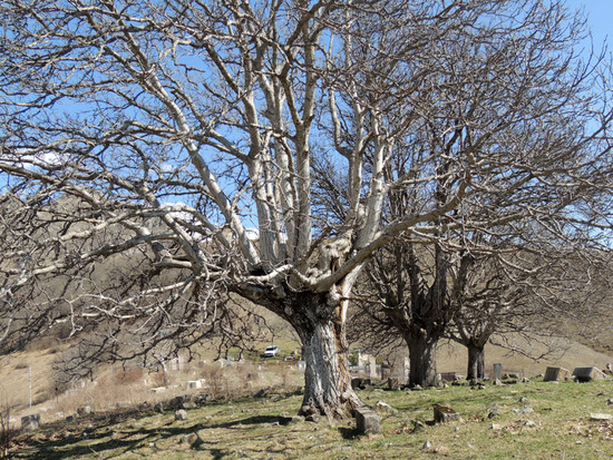 Кладбищенские деревья... чего только они на всоём веку не повидали... Кладбищенские деревья... чего только они на всоём веку не повидали...