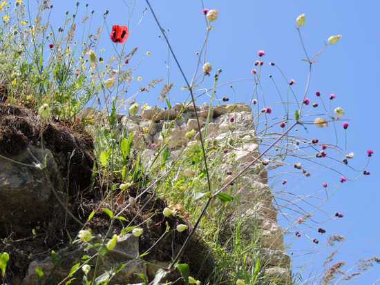 Одинокий тюльпан. Одинокий тюльпан.