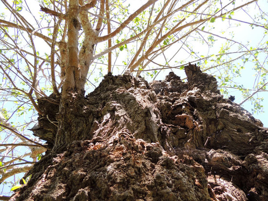 Огрубевшая кора... Огрубевшая кора...