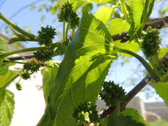 Зелёные плоды туты. Зелёные плоды туты.