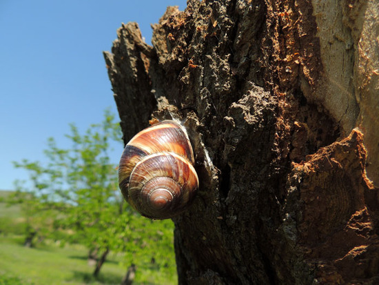 Улитка на туте. Улитка на туте.