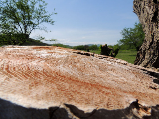 Срез дерева после работы с бензопилой. Срез дерева после работы с бензопилой.