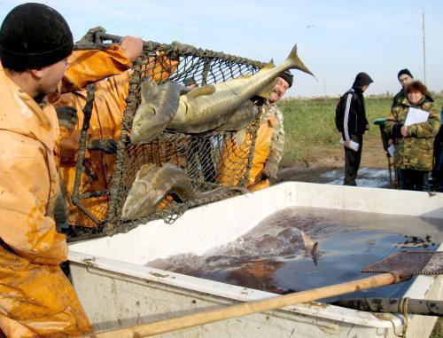 Бонитировка осетровых - выбраковка, сортировка, переселение особей в  глубокие пруды на зимнее время. Научно-исследовательская база "БИОС" КаспНИРХа, п. Икряное
 Астраханской области, 23 октября 2011 г. Фото Вячеслава Ященко для "Кавказского узла"