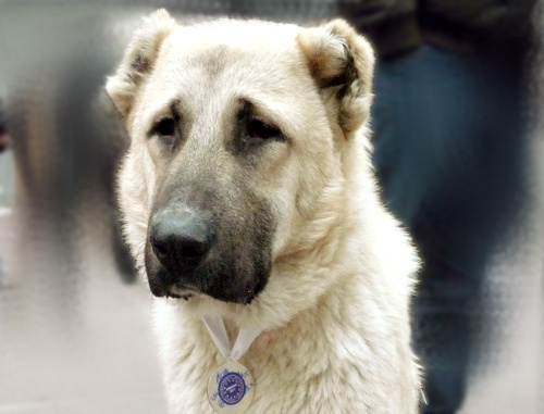 Армянский волкодав (гампр) на третьей международной выставке собак всех пород ранга CACIB "Армения-2011". Ереван, 20 ноября 2011 г. Фото Армине Мартиросян для "Кавказского узла"