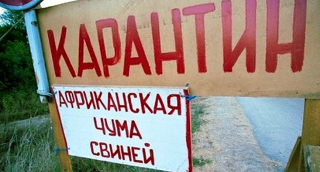 Объявление о карантине из-за африканской чумы свиней в Краснодарском крае. Фото:  Юрий Гречко/Югополис, http://www.yugopolis.ru