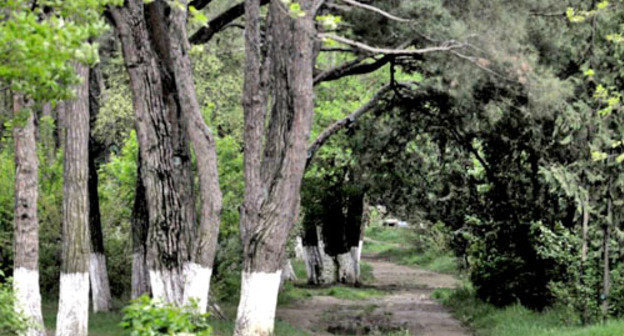 Реликтовые деревья в Дигомском лесопарке. Тбилиси. Фото: Nodar Tskhvirashvili (RFE/RL)