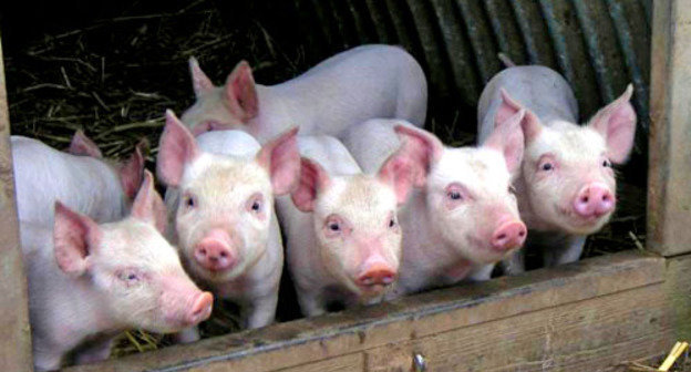 Поросята. Фото: Информационное агентство «ФедералПресс», http://fedpress.ru