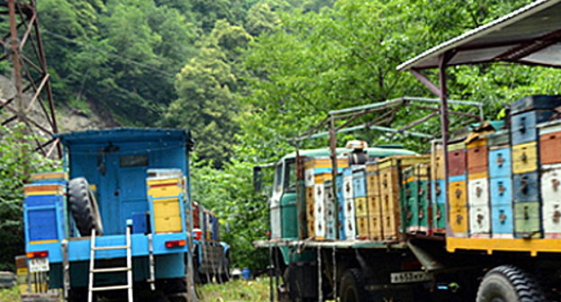 Передвижная пасека в Горной Санибе, Северная Осетия. Фото Алана Цхурбаева, http://www.kavkaz-uzel.ru/blogs/119