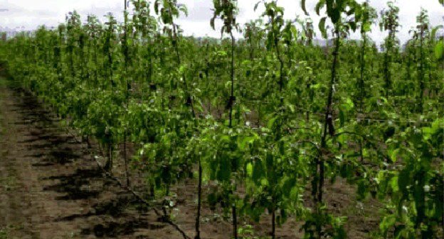 шпалерные яблони в кабардино балкарии. сады в кабардино балкарии что выращивают. яблони в кабардино балкарии. капельное орошение яблоневого сада. колоновидные сады адыгея.