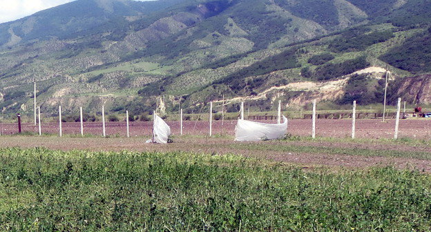 Посадки сельскохозяйственных культур, поврежденные градом, в общине Иванян Аскеранского района Нагорного Карабаха. 4 июня 2013 г. Фото Алвард Григорян для "Кавказского узла"