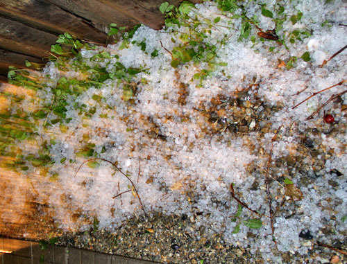 Град, выпавший в Майкопе. Адыгея, 15 июня 2013 г. Фото Олега Чалого для "Кавказского узла"