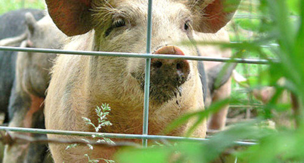 Свинья. Фото: Vicky TGAW, flickr.com