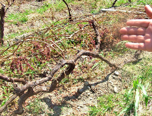 Виноградники, уничтоженные градом. Фото Эдиты Бадасян для "Кавказского узла" Виноградники, уничтоженные градом. Фото Эдиты Бадасян для "Кавказского узла"