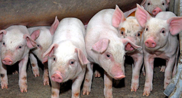 Свиньи. Фото: Иван Журавлев / Югополис