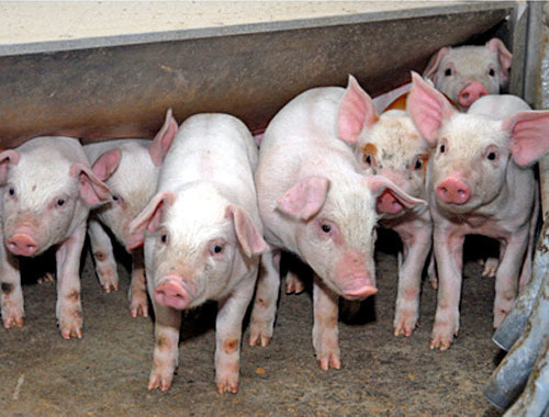 Свиньи. Фото: Иван Журавлев / Югополис Свиньи. Фото: Иван Журавлев / Югополис