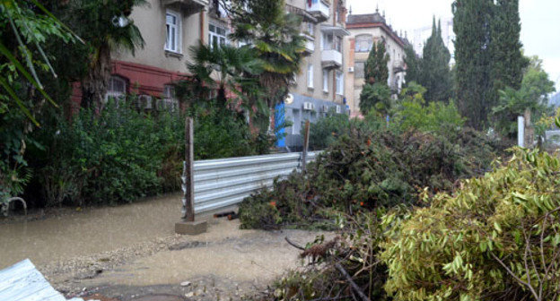 На придомовой территории дома 47 по улице Чайковского в Сочи вырублены около 50 деревьев. Сочи, 16 сентября 2013 г. Фото Светланы Кравченко для "Кавказского узла"