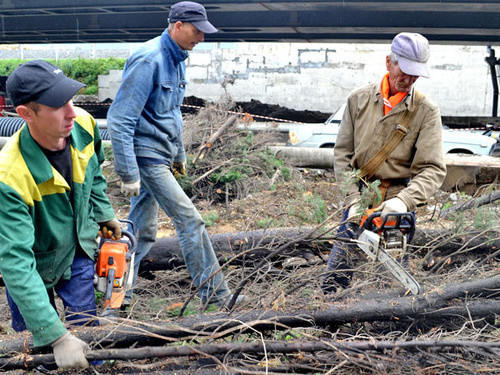 Неизвестные с пилами спилили два кипариса возле многоквартирного дома по улице Чайковского. Сочи, 4 октября 2013 г. Фото Светланы Кравченко для "Кавказского узла"
