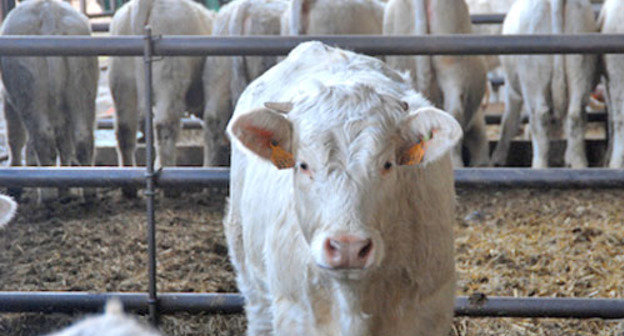 Коровы. Фото: Иван Журавлев / Югополис