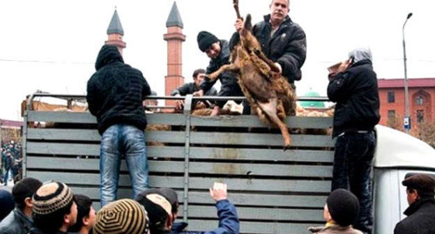 Фургон с жертвенными баранами. Фото www.riadagestan.ru