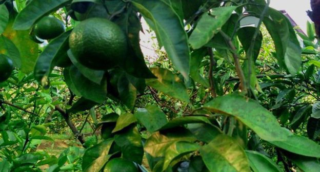 Мандарины в частном саду в Махинджаури. Аджария, Грузия. 8 октября 2013 г. Фото Юлии Кашеты для "Кавказского узла"