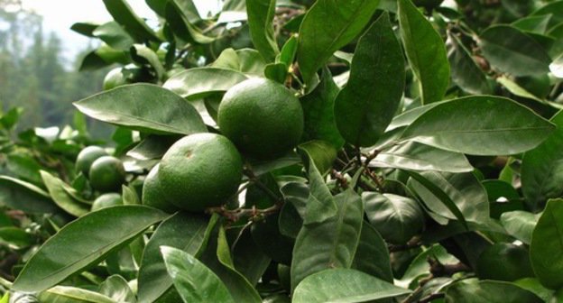 Мандариновое дерево в Батуми, Аджария. Октябрь 2013 г. Фото Юлии Кашеты для "Кавказского узла"