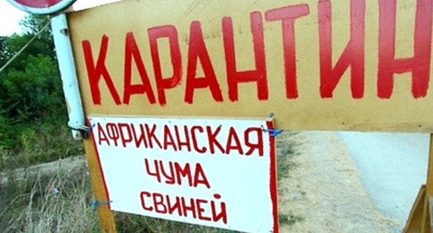 Щит с предупреждением о вспышке африканской чумы свиней. Фото: Юрий Гречко / Югополис