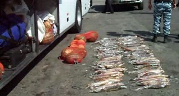 Изъятие рыбы. Фото: http://bloknot-volzhsky.ru/news/in_the_volgograd_region_poachers_was_carrying_150_