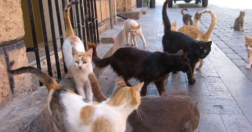 Бездомные кошки. Фото: KUSHI https://ru.wikipedia.org Бездомные кошки. Фото: KUSHI https://ru.wikipedia.org