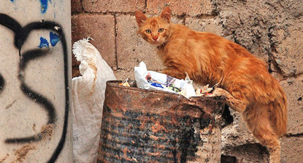 Бездомная кошка. Фото: Dûrzan Cîrano https://ru.wikipedia.org