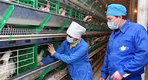 Реконструкция и модернизация птицеводческого комплекса птицезавода "Лабинский". Фото: http://invest-labinsk.ru/content/section/62/detail/484/labinvest@mail.ru Реконструкция и модернизация птицеводческого комплекса птицезавода "Лабинский". Фото: http://invest-labinsk.ru/content/section/62/detail/484/labinvest@mail.ru